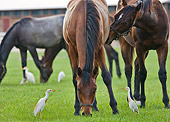 HOR 01 MB0225 01
Herd Of Horses Standing In Pasture Grazing By Cranes