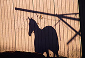 HOR 01 MR0001 01
Shadow Against Barn Of Race Horse Golden Gate Field