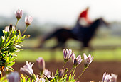 HOR 01 MR0003 01
Profile Of Jockey Riding Racehorse Purple Flowers Foreground