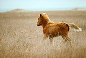 HOR 01 MR0011 01
Wild Horse Assateague In Dry Grass Field