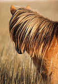 HOR 01 MR0014 01
Head Shot Of Wild Horse