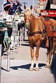 HOR 01 MR0015 01
Palomino Horse Tied To Parking Meter Wyoming