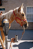 HOR 01 MR0016 01
Palomino Horse Tied To Parking Meter Wyoming