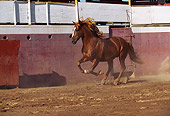 HOR 01 RK0035 25
Chestnut Horse Galloping On Dirt Full Side Shot Red And White Fence In Background