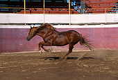 HOR 01 RK0035 30
Chestnut Horse Galloping On Dirt Full Side Shot Red And White Fence In Background