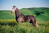 HOR 01 RK0046 01
Dapple Gray Arabian Horse Standing On Green Pasture With Yellow Flowers