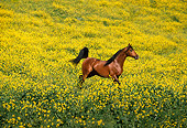 HOR 01 RK0050 09
Bay Stallion Cantering In Yellow Flower Field