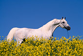 HOR 01 RK0057 03
Gray Arabian Horse Standing In Yellow Flower Field Blue Sky