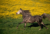 HOR 01 RK0060 04
Dapple Gray Arabian Horse Galloping In Yellow Flower Field