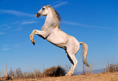 HOR 01 RK0081 16
Profile Of Gray Arabian Horse Rearing On Dirt Blue Sky