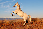 HOR 01 RK0083 17
Profile Shot Of Arabian Horse Rearing On Dry Bushes Blue Sky At Dusk