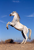 HOR 01 RK0089 65
Gray Arabian Horse Rearing On Dirt Blue Sky