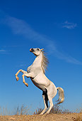 HOR 01 RK0089 68
Gray Arabian Horse Rearing On Dirt Blue Sky