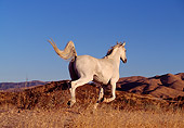 HOR 01 RK0103 01
White Arabian Horse Cantering Away From Camera On Dirt Blue Sky