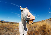 HOR 01 RK0106 23
Humorous Wide Angle Shot Of Arabian Horse Laughing Blue Sky