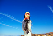 HOR 01 RK0106 26
Humorous Wide Angle Shot Of Arabian Horse Laughing Blue Sky