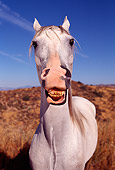 HOR 01 RK0106 57
Humorous Wide Angle Shot Of Arabian Horse Laughing Blue Sky