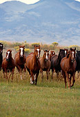 HOR 01 RK0123 01
Herd Of Horses Galloping On Grass Towards Camera