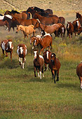 HOR 01 RK0123 04
Herd Of Horses Galloping On Grass Towards Camera