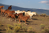 HOR 01 RK0131 14
Herd Of Horses Galloping Together On Field With Bushes Blue Sky