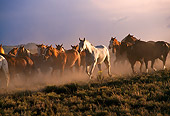 HOR 01 RK0132 04
A Herd Of Horses Galloping Down Dirt Hill Making Dust Cloudy Gray Skies