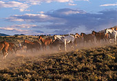 HOR 01 RK0132 05
A Herd Of Horses Galloping Down Dirt Hill Making Dust Cloudy Gray Skies