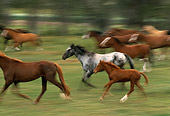 HOR 01 RK0138 03
Blurry Profile Of A Herd Of Horses Galloping On Grass