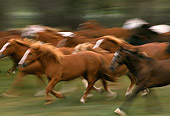 HOR 01 RK0138 05
Blurry Profile Of A Herd Of Horses Galloping On Grass