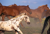 HOR 01 RK0155 02
Side Shot Of A Herd of Horses Galloping Fast Together