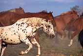 HOR 01 RK0155 03
Side Shot Of A Herd of Horses Galloping Fast Together
