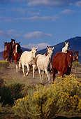 HOR 01 RK0161 05
Herd of Horses