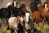 HOR 01 RK0180 04
Close Up Of Horses Galloping Together
