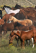 HOR 01 RK0183 01
A Herd Of Horses Walking Across Field