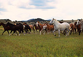 HOR 01 RK0191 02
A Herd Of Horses Galloping Together On Grass Cloudy Sky