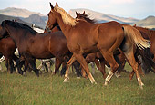 HOR 01 RK0219 02
Low View Of Horses Trotting On Grass