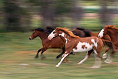 HOR 01 RK0248 01
Profile Shot Of Horses Galloping On Grass