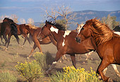 HOR 01 RK0250 01
Close Up Of Horses Galloping Through Dusty Field Of Bushes