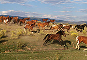 HOR 01 RK0265 01
Herd of Horses Running Fast Down Dirt Hill With Yellow Flower Bushes