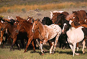 HOR 01 RK0276 11
Herd Of Horses Galloping Together On Grass