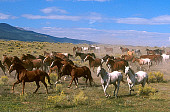 HOR 01 RK0286 06
Herd of Horses Cantering Across Plain