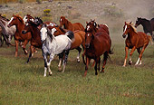 HOR 01 RK0288 09
Herd of Horses Running Together On Grass