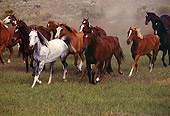 HOR 01 RK0288 13
Herd of Horses Running Together On Grass