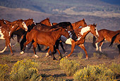 HOR 01 RK0297 01
Profile Of Horses Trotting In Field Of Yellow Flower Bushes At Dusk