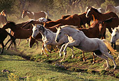 HOR 01 RK0305 01
A Herd Of Horses Galloping And Jumping Over Grass Hills