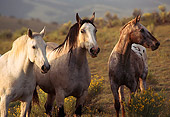 HOR 01 RK0326 02
Herd Of Horses Standing Together By Yellow Flower Bush