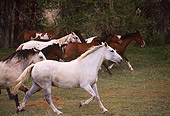 HOR 01 RK0340 02
Profile Shot Of A Herd Of Horses Trotting On Grass By Trees