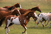 HOR 01 RK0341 01
Profile Shot Of A Herd Of Horses Galloping On Grass