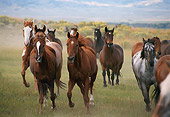 HOR 01 RK0348 02
A Herd Of Horses Galloping Down Grass Hill