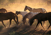 HOR 01 RK0351 02
Profile Shot Of A Herd Of Horses Trotting On Dirt Field Of Yellow Flower Bushes Making Dust