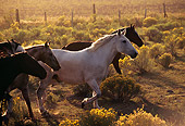 HOR 01 RK0351 07
Profile Shot Of A Herd Of Horses Trotting On Dirt Field Of Yellow Flower Bushes Making Dust